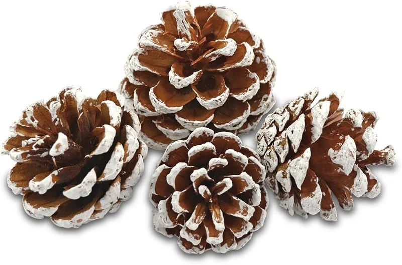 Besuche den EDZARD-Store EDZARD Deko Kiefernzapfen, weiß, Größe 50-90 mm, 600 ml Beutel — Advent und Tisch